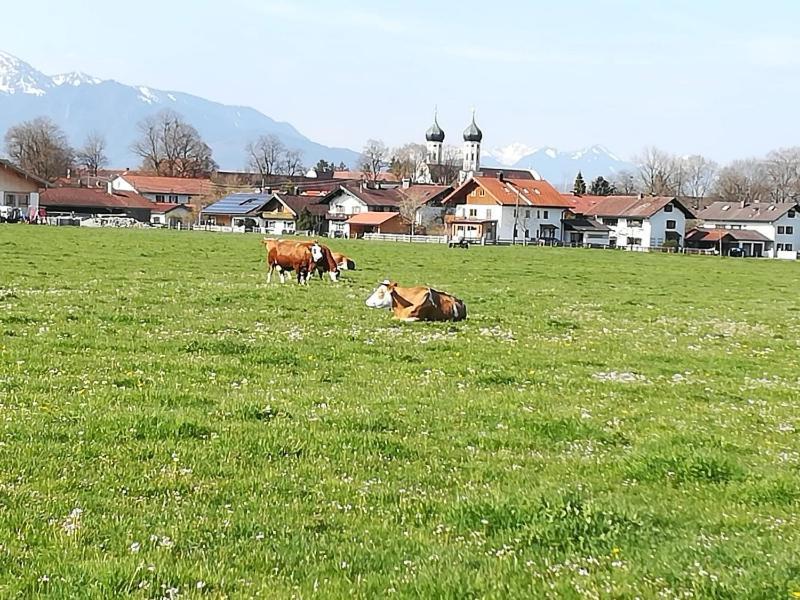 Apartment Moosblick Zwischen Bergen Und See Benediktbeuern Zewnętrze zdjęcie